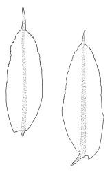 Rhizogonium novae-hollandiae, leaves. Drawn from A.J. Fife 6411, CHR 104898.
 Image: R.C. Wagstaff © Landcare Research 2016 